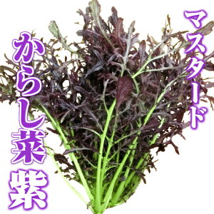 }X^[h / 炵؁ip[vtj30g ɐuY k͔| T_  Zbg _ƒ Yn ɐuY  ₳ { ͔|Ԓw_sgp JGAPFؔ_