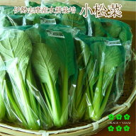 小松菜 100g 水耕栽培 伊勢志摩産 農家直送 産地直送 おかげ野菜 やさい 生でも食べられる 有機種子使用 …