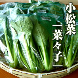 小松菜 「奈々子」120g 水耕栽培 伊勢志摩産 農家直送 産地直送 おかげ野菜 やさい 生でも食べられる