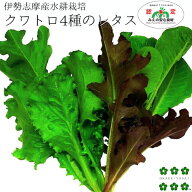 クワトロ/4種のベビーリーフレタス 50g 水耕栽培 伊勢志摩産 農家直送 産地直送 サラダ 生野菜 やさい ベ…