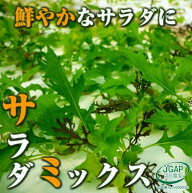 サラダミックス（ベビーリーフミックス）30g 水耕栽培 伊勢志摩産 産地直送 農家直送 栽培期間中化学農薬…