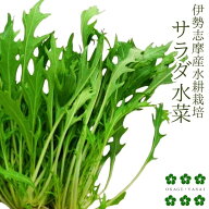 サラダ水菜 30g 水耕栽培 伊勢志摩産 野菜農家直送 産地直送 栽培期間中化学農薬不使用 水菜 サラダ 生野…