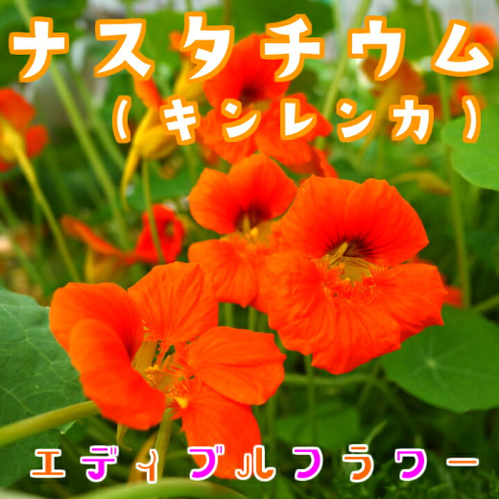 楽天市場】エディブルフラワー ナスタチウム（キンレンカ）食用花 水耕 