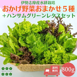 ��؃Z�b�g 800g �������� ���k�͔| �ɐ��u���Y ��� �_�ƒ��� ���܂������������5��ށ{�n���T���O���[�����^�X�l�ߍ��� �T���_ ��؋l�ߍ��킹 ���܂��� �Z�b�g ���^�X �x�r�[���[�t �n��