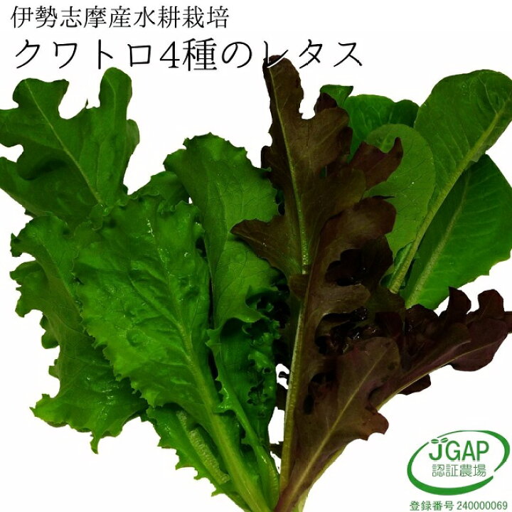 楽天市場 クワトロ 4種のベビーリーフレタス 50ｇ 水耕栽培 伊勢志摩産 農家直送 産地直送 サラダ 生野菜 やさい ベビーリーフ レタス サラダ 彩り 伊勢志摩おかげ野菜と仲間達