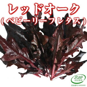 bhI[Nixr[[t^Xj30g k͔| T_   xr[[t ^X ɐuY _ƒ Yn  ₳