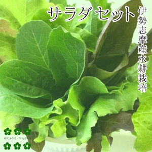 ��������� �T���_�Z�b�g 140g ���k�͔| �T���_ ����� �Z�b�g �_�ƒ��� �Y�n���� �ɐ��u���Y ��������� �L�@��q�g�p �₳�� �{��� ���^�X ���[�t���^�X �I�[�N���^�X �x�r�[���[�t �͔|��