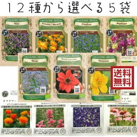 エディブルフラワーの種セット 選べる 5袋 エディブルフラワー 食用花 種セット タネ ハーブ グリーンフ…