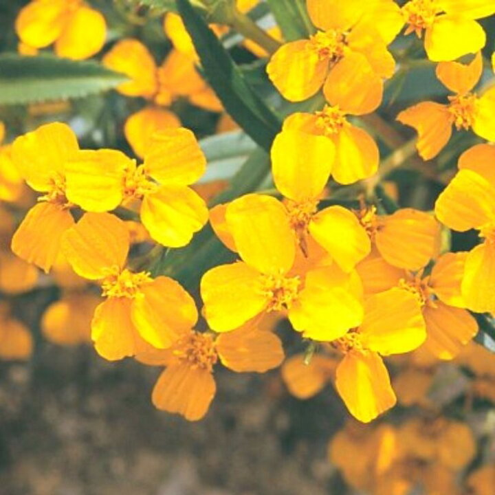 楽天市場 ミントマリーゴールド メキシカンマリーゴールド 種 エディブルフラワーの種 食用花 食べられる花 ハーブ グリーンフィールドプロジェクト 有機種子 固定種 ネコポス便0円で送付可 花の種 ハーブの種 花 食べられる 伊勢志摩おかげ野菜と仲間達