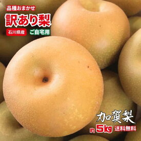 【先行予約】梨 約5kg 訳あり 先行予約 品種おまかせ 梨 石川県産 加賀梨 新水 夏雫 八郷 幸水 豊水 秋月 新高 和梨 国産 フルーツ 果物 自宅用 家庭用 数量限定 期間限定 秋 人気 おすすめ ご当地 お取り寄せ 規格外 理由あり【常温便】【送料無料】