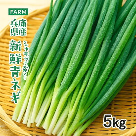 青ねぎ5kg 中太 青ねぎ 業務用 青ネギ 5kg 兵庫県産 長ネギ ネギ ながねぎ ねぎ 葱 販売 新鮮 国産 兵庫県産 産地直送 万能ネギ 青葱 暑さに強い 有機 青ねぎ5kg 長ネギ5キロ 葱 冷蔵保存 産直 家庭用 刻み 品種 種類 ねぎ焼き 国産 中葱 輪切り ネギキムチ 大容量 農家ネギ