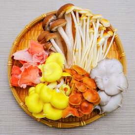 新鮮生きのこセット　6種類セット　長野県須坂市産　希少　キノコ村　甘シャキ味えのき　野生種えのき　ひら茸　たもぎ茸　柳まつたけ　とき色ひら茸