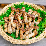 国産松茸　きのこ　つぼみ　天然物　長野県産　焼き松茸　松茸ご飯　お吸い物　土瓶蒸　天ぷら　高級食材