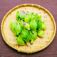 フキノトウ　ふきのとう　山菜　天然物　長野・新潟県産　山の幸　天ぷら　ふきみそ
