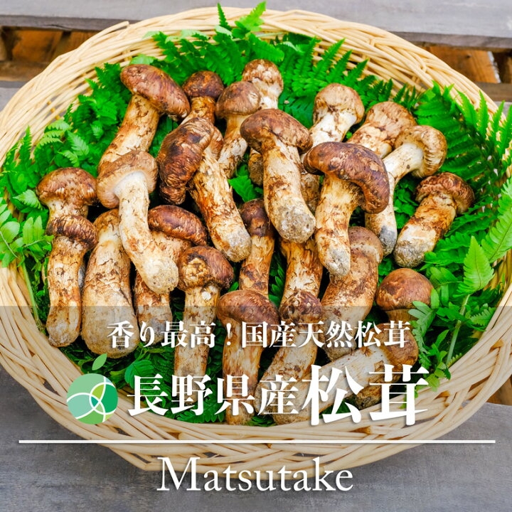 楽天市場】国産松茸 きのこ つぼみ 天然物 約400g 長野県産 焼き松茸 