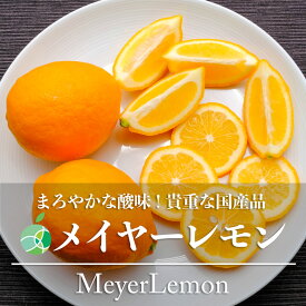 メイヤーレモン　マイヤーレモン　レモン　秀　L-3L　日本国産　ギフト　フルーツ　誕生日　プレゼント