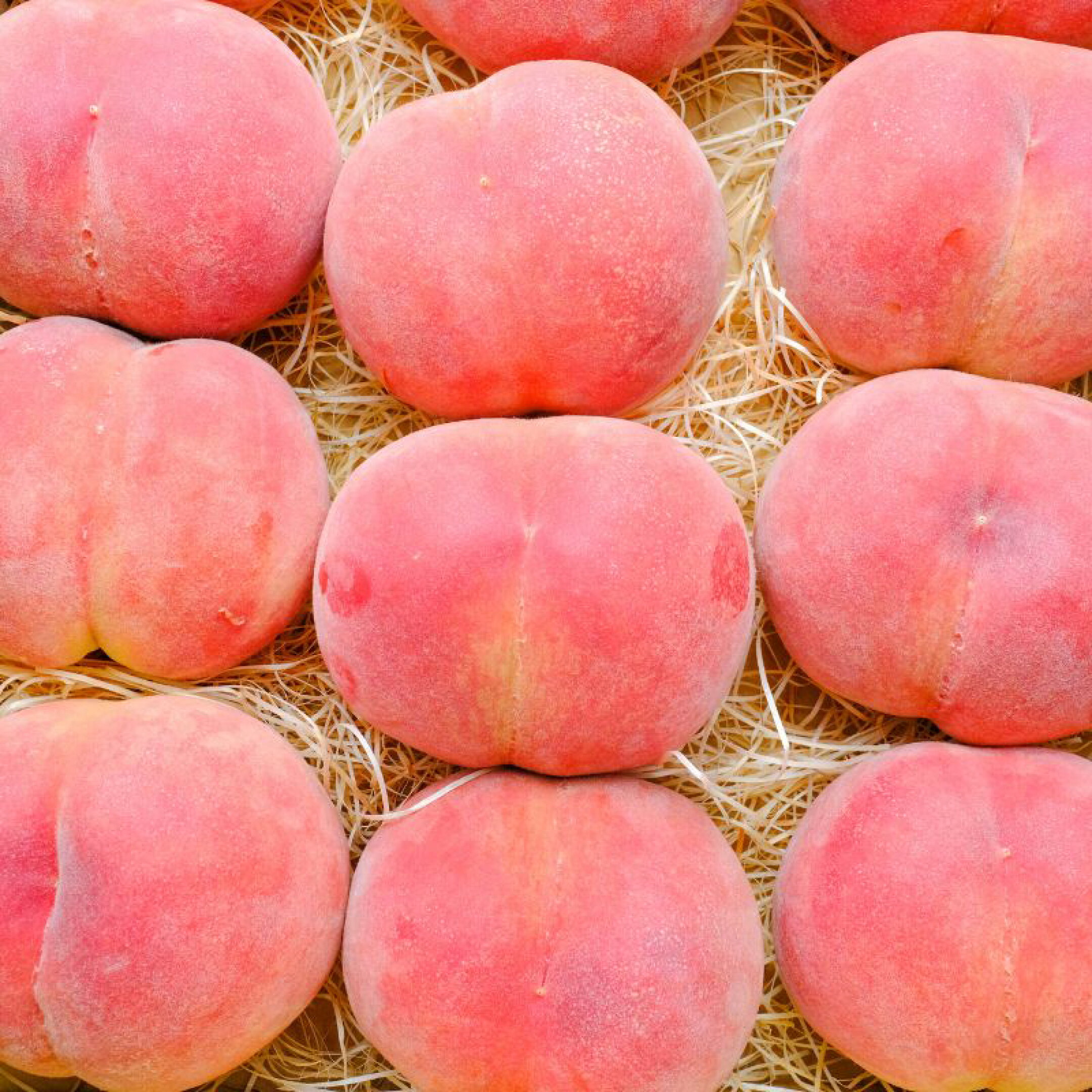 長野県の夏の訪れを知らせる、桃のトップバッター「たまき」。やわらかでジューシーな果肉と、スッキリとした上品な甘さをぜひご堪能ください！