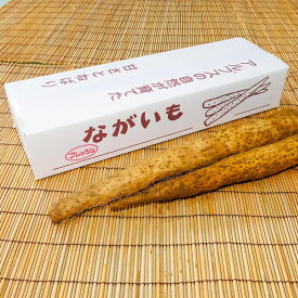 山形村産ながいも　長芋　やまいも　2-4L　長野県山形村産　ギフト　野菜