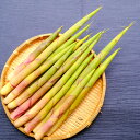 根曲がり竹　姫竹　山菜　天然物　約300-1000g　長野県産　細竹　筍　たけのこ　ギフト　贈り物　プレゼント　お礼　…