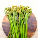 ワラビ　わらび　山菜　天然物　アク取り用の炭付き　約300-1000g　長野・新潟県産　国産　春の味覚　山の幸　天ぷら…