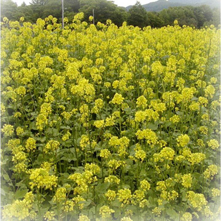楽天市場 景観 緑肥 シロガラシ キカラシ メテックス 菜の花 種 1kg ファームトップ 楽天市場店