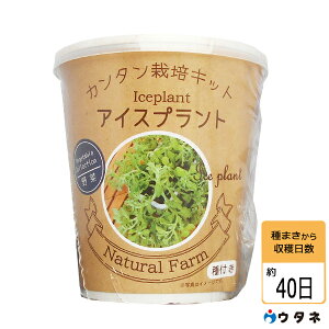 種 アイスプラントの人気商品 通販 価格比較 価格 Com