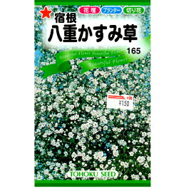 楽天市場 種 かすみ草の通販 楽天市場 種 かすみ草の通販