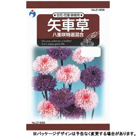 ウタネ　花の種/種子　矢車草　八重咲特選混合　種　（追跡可能メール便発送　全国一律370円）31958