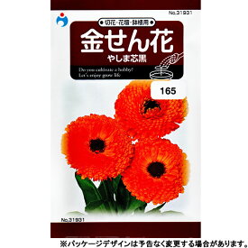 ウタネ　花の種/種子　きんせんか　金せん花　やしま芯黒　種　（追跡可能メール便発送　全国一律370円）31931