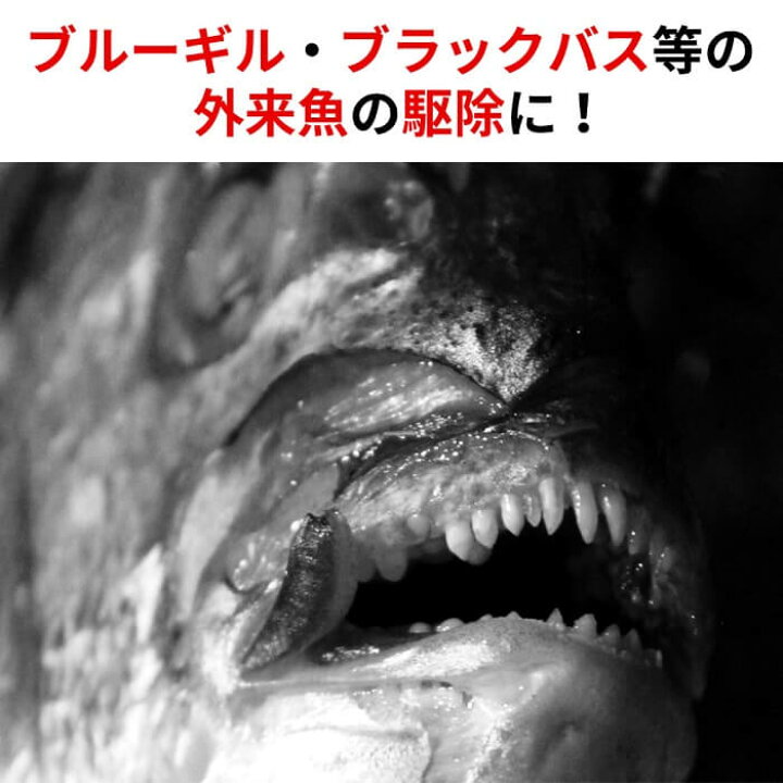 楽天市場 もんどり 中型 網 地獄網 魚 池 沼 川 捕獲 取り モンドリ 仕掛 中型網もんどり ブルーギル ブラックバス ウナギ うなぎ 鰻 外来魚駆除 中型もんどり 中型モンドリ 魚捕り 釣り用品 フィッシング 仕掛け 魚取り 魚釣り 駆除 外来魚 ｅｔｃｅｔｅｒａ