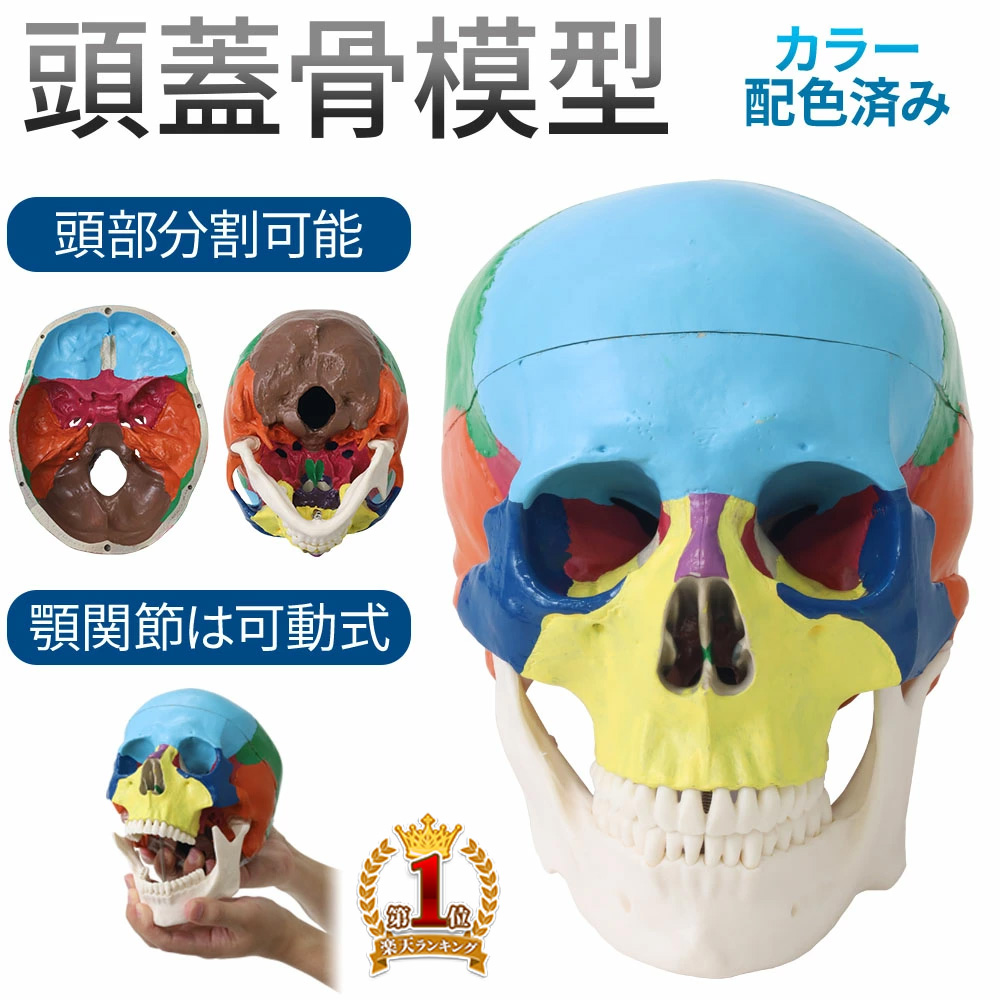 楽天市場】骨模型 頭蓋骨の通販