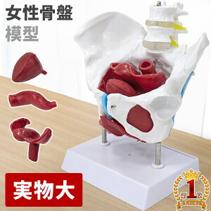 y99%OFF!! 320`z  i͌^ Ֆ͌^ 1/1TCY O\ Sؓ N  B q{  AO S A A Ւؖ͌^  X^ht 