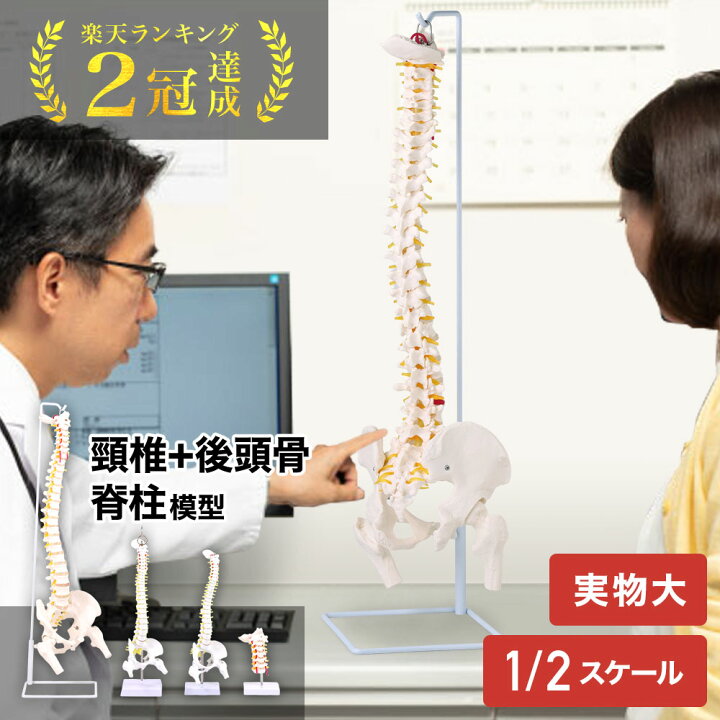 楽天市場】人体模型 脊柱模型 脊髄骨盤模型 90cm 実物大 45cm ハーフ 2 