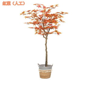 tFCNO[ ^ lHϗtA tFCNϗtA ^ A CeA  ItBX _ p lHϗtA sv bsv Vzj zj lHA 