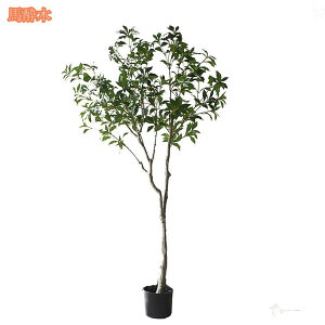 lHϗtA 傫 CeAO[ ϗt A[gO[ lHA sv A JXj zj Vzj e@ rO lHA Ύ i` p  l