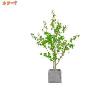 tFCNO[ ϗA lHϗt ϗtA tFCNϗtA ^ lHϗtA ^ p Vv ItBX  CeA  lHϗtA j ̓ Mtg 蕨 