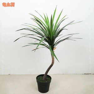 1000~OFFN[| lHϗtA 傫 tFCNO[ ^ CeA rO ItBX  Vbv  /Ogp  JXj Vzj zj ȒP 