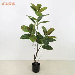 tFCNO[ CeAO[  lHϗtA ₷ sv Q쏜sv Vzj JXj VN NX}X ItBX X  fBXvC   o