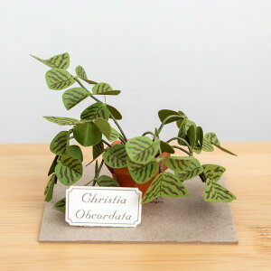 �y�[�p�[�N���t�g�L�b�g �R�E�����\�E �~�j�`���A�L�b�g ���� ��l �A�� �����i Jeantopia �W���g�s�A �啑� Christia Obcordata