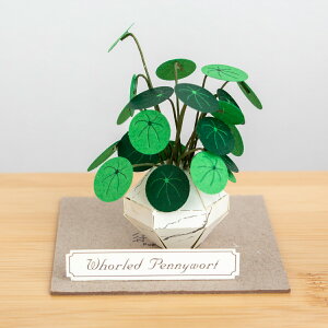 �y�[�p�[�N���t�g�L�b�g �E�`���[�j�N�T �~�j�`���A�L�b�g ���� ��l �A�� �����i Jeantopia �W���g�s�A ���A�� Whorled Pennywort