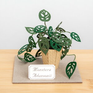 �y�[�p�[�N���t�g�L�b�g �����X�e�� �A�_���\�j�[ �~�j�`���A�L�b�g ���� ��l �A�� �����i Jeantopia �W���g�s�A Monstera Adansonii