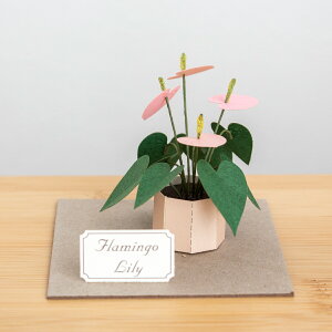 y[p[NtgLbg t~S[ ~j`ALbg  l A i Jeantopia WgsA Β߉ Flamingo Lily