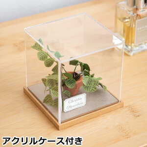 y[p[Ntg ANP[X Zbg RE\E ~j`A  A i ̕i Jeantopia WgsA  i` CeA ~j`ALbg