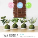 【ポイント10倍】Wa Bonsai・和盆栽 消臭アーティフィシャルグリーン 苔玉タイプ【キシマ 消臭グッズ 空気清浄 造花 デオドラント 観葉植物】