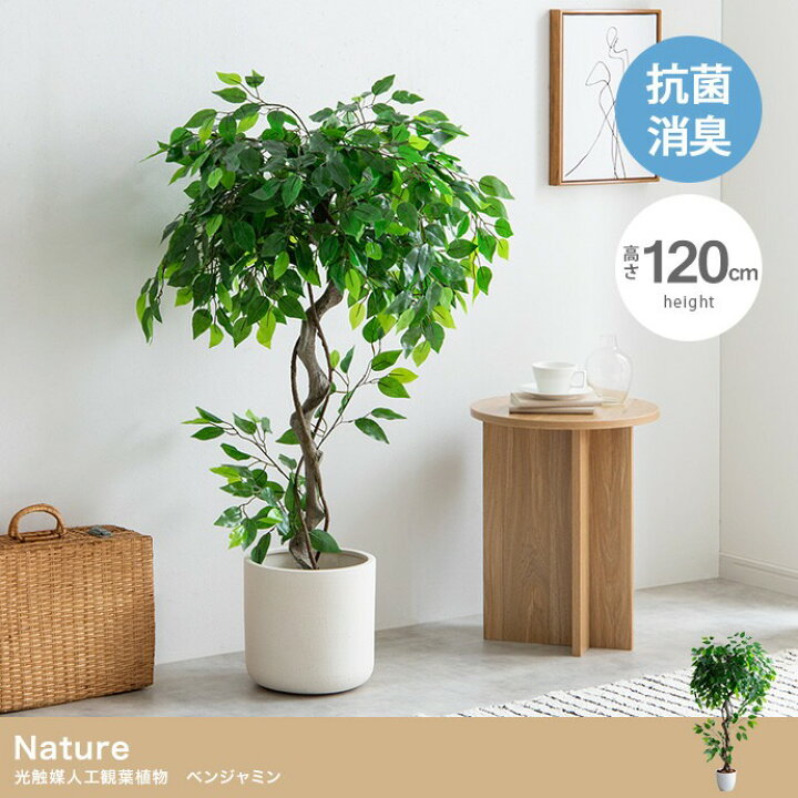 楽天市場】【お買い物マラソン最大1000円クーポン】ベンジャミン 高さ 