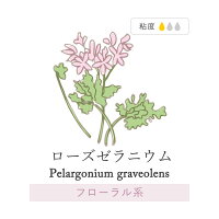 楽天市場 ローズゼラニウム アロマオイル エッセンシャルオイル 精油 10ml アロマディフューザー アロマ 使い方 おすすめ ディフューザー ゼラニウム 香りで彩るくらし Feellife