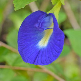 ITANSE バタフライピー【品種で選べるハーブ 花苗】
