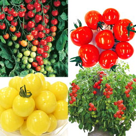 ITANSE トマト苗 4品種セット 野菜苗 9cmポット自根苗/4種各1個 4個セット 大王・すずなりトマト・プチぷよII 赤実・プチぷよ黄色実