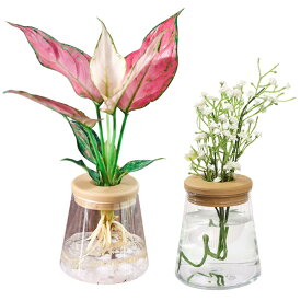 geneX ハイドロカルチャー 水耕栽培 観葉植物 育成キット 透明 プラスチック ポット (フラスコ型) 2セット