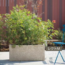 楽天市場】サンディ レクトの通販